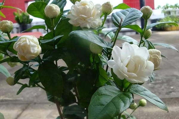 虎头茉莉如何服盆，每个月都需要施肥