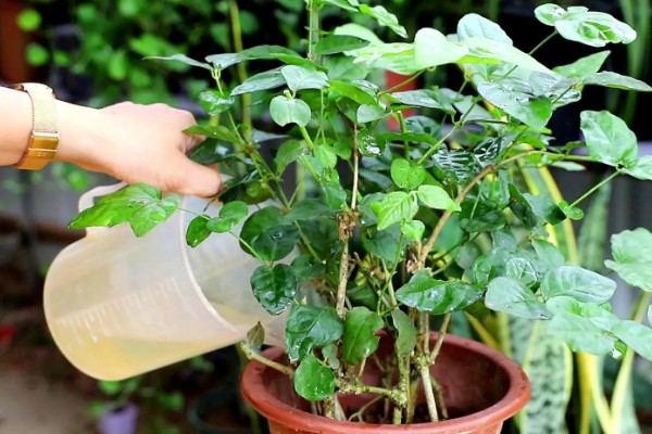 虎头茉莉如何服盆，每个月都需要施肥