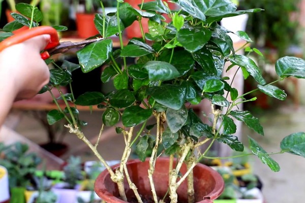 虎头茉莉如何服盆，每个月都需要施肥