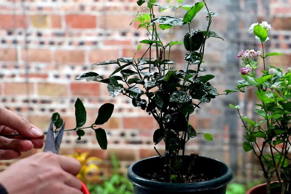 虎头茉莉如何服盆，每个月都需要施肥