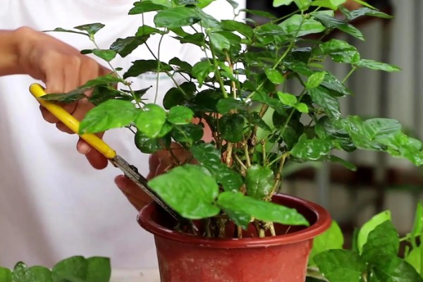 虎头茉莉如何服盆，每个月都需要施肥