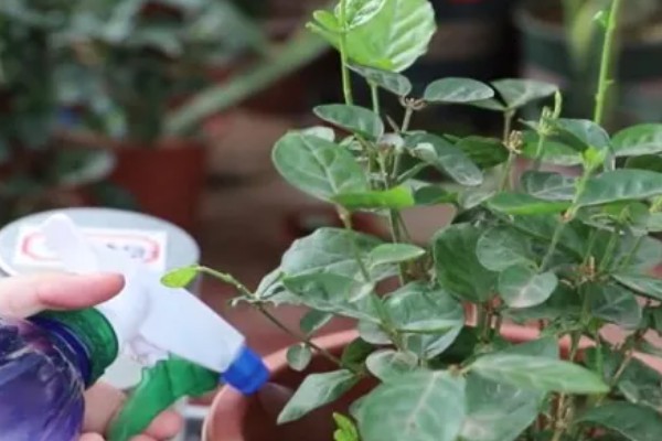 虎头茉莉如何服盆，每个月都需要施肥