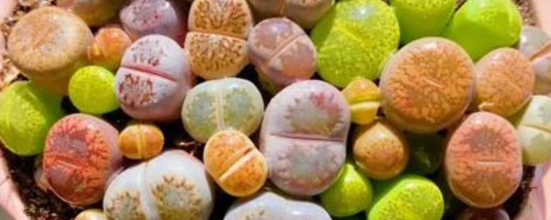 屁股花长高了如何处理，及时砍头处理