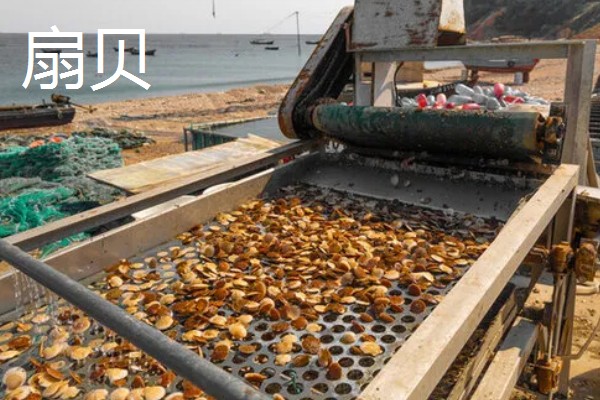 北方适合养什么水产，扇贝、泥鳅等品种值得选择