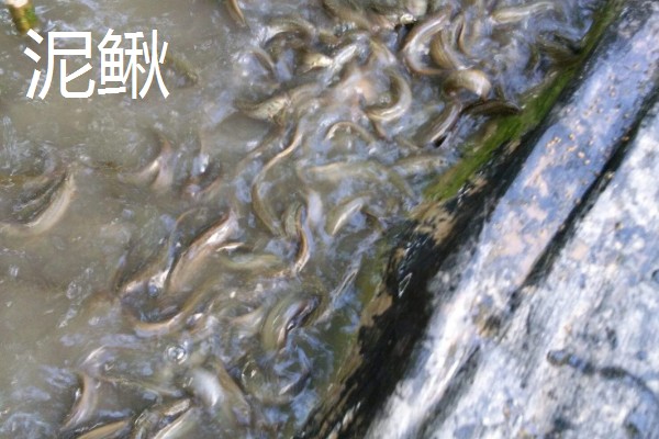 北方适合养什么水产，扇贝、泥鳅等品种值得选择