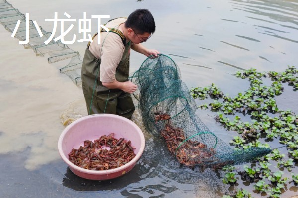 北方适合养什么水产，扇贝、泥鳅等品种值得选择