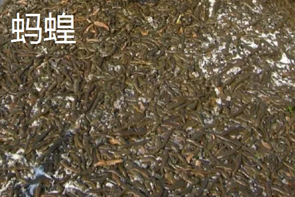 北方适合养什么水产，扇贝、泥鳅等品种值得选择