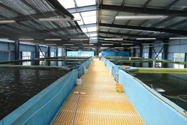 北方适合养什么水产，扇贝、泥鳅等品种值得选择