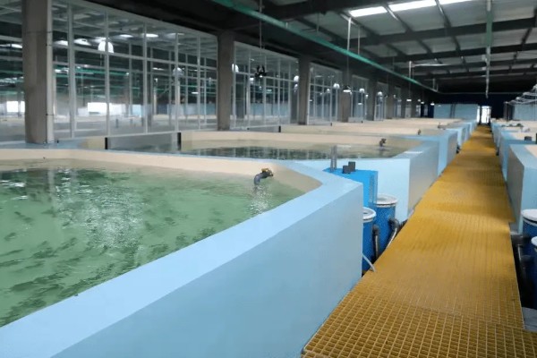 北方适合养什么水产，扇贝、泥鳅等品种值得选择