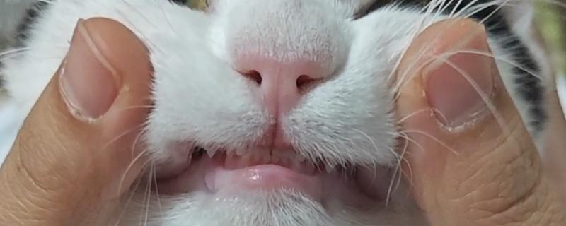 猫咪换牙的时间,受到个体的营养状况影响