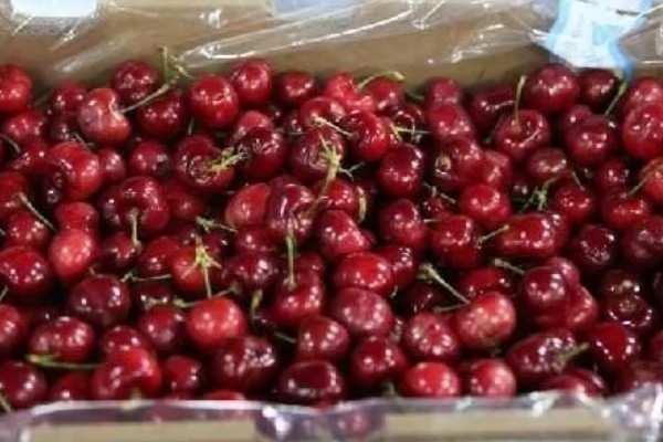 保存樱桃要注意什么，去除果梗会缩短保存时间