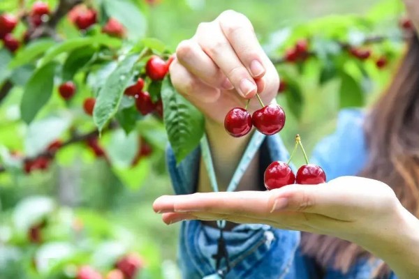 保存樱桃要注意什么，去除果梗会缩短保存时间