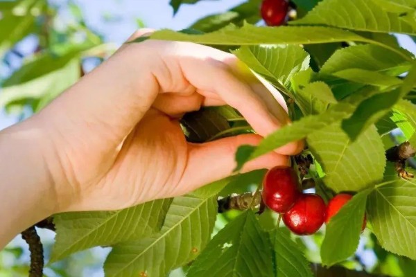 保存樱桃要注意什么，去除果梗会缩短保存时间