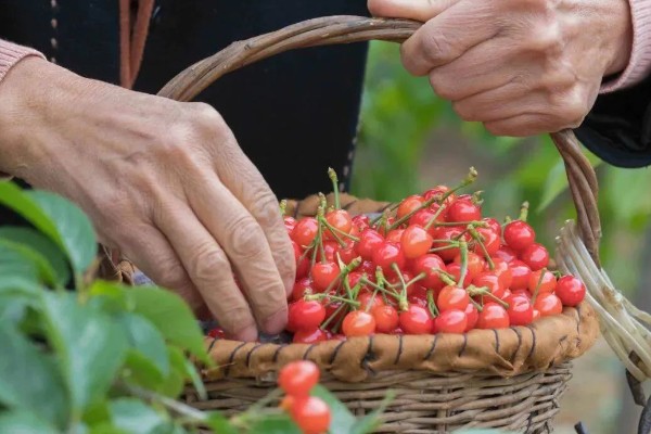 保存樱桃要注意什么，去除果梗会缩短保存时间