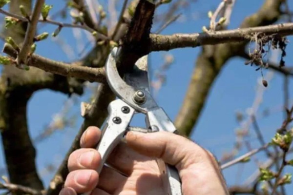 保存樱桃要注意什么，去除果梗会缩短保存时间