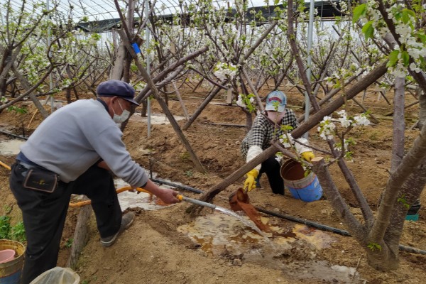 保存樱桃要注意什么，去除果梗会缩短保存时间