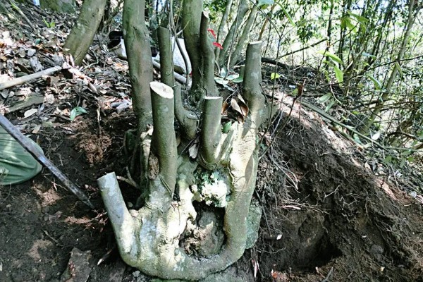 没根乌饭树下山桩容不容易活，不容易活