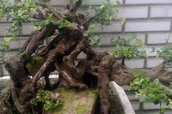 没根乌饭树下山桩容不容易活，不容易活