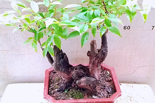 没根乌饭树下山桩容不容易活，不容易活