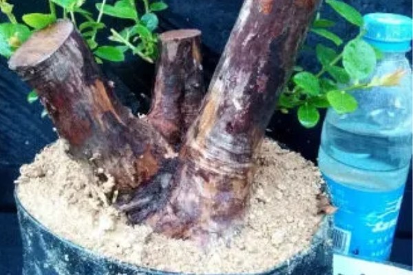 没根乌饭树下山桩容不容易活，不容易活