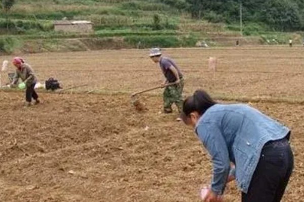 黄豆苗怎么种植，幼苗长至4-5厘米时再移栽