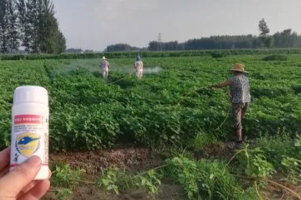 黄豆苗怎么种植，幼苗长至4-5厘米时再移栽