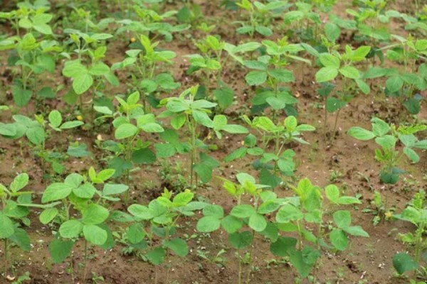 黄豆苗怎么种植，幼苗长至4-5厘米时再移栽