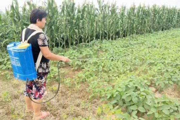 黄豆苗怎么种植，幼苗长至4-5厘米时再移栽