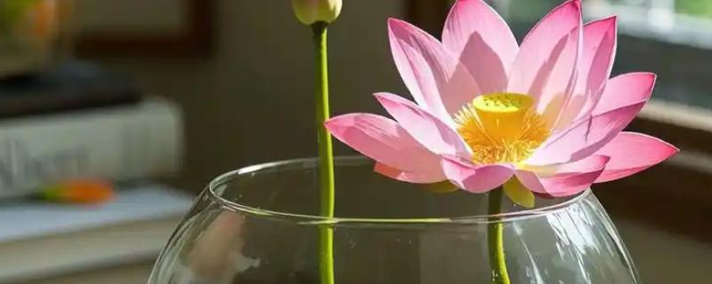 水培荷花的种植方式，使用直径较大的容器进行养护