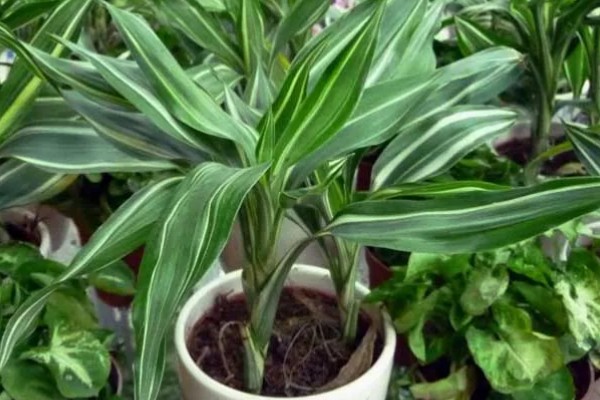 富贵竹的品种，分为银边富贵竹、银心富贵竹等类型