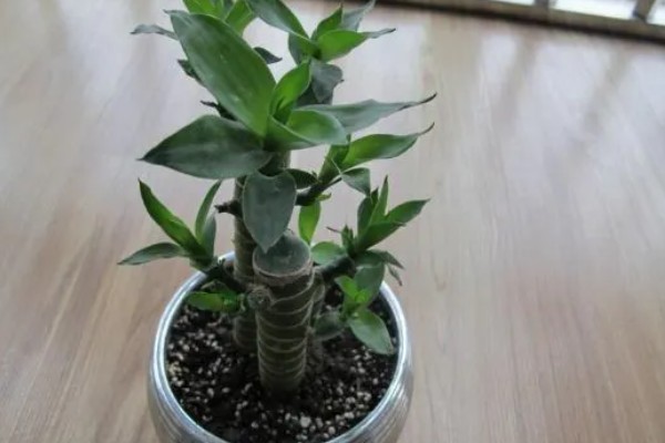 富贵竹的品种，分为银边富贵竹、银心富贵竹等类型