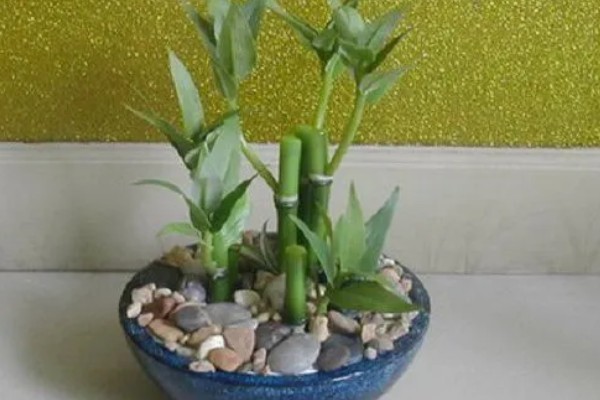 富贵竹的品种，分为银边富贵竹、银心富贵竹等类型