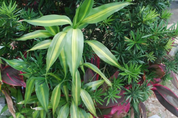 富贵竹的品种，分为银边富贵竹、银心富贵竹等类型