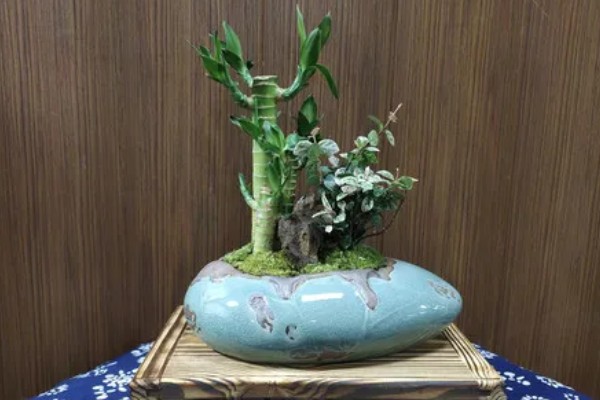 富贵竹的品种，分为银边富贵竹、银心富贵竹等类型