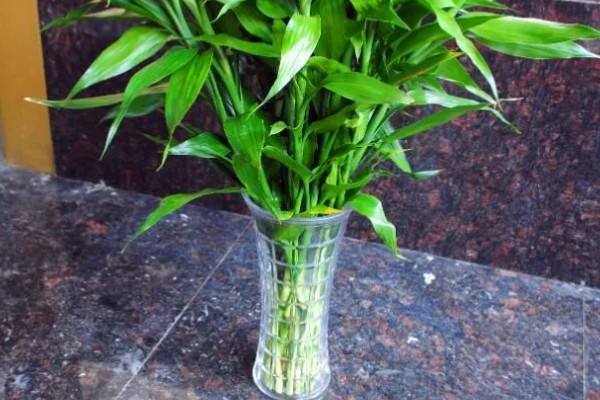 富贵竹的品种，分为银边富贵竹、银心富贵竹等类型