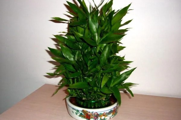 富贵竹的品种，分为银边富贵竹、银心富贵竹等类型