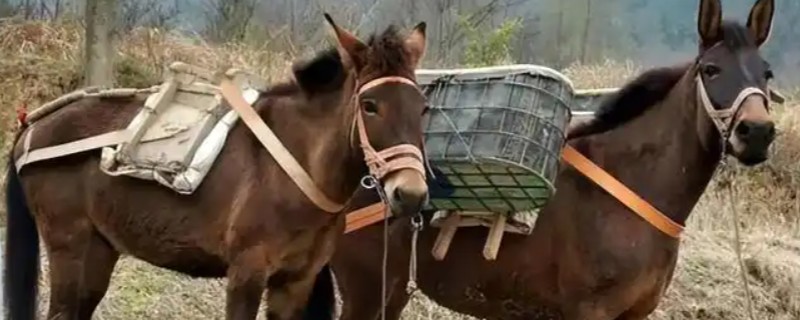 骡子的由来，是马和驴杂交产出的后代