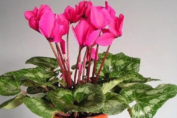 仙客来有什么花语，代表喜迎贵客、害羞内向