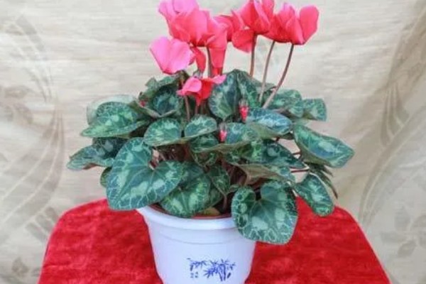 仙客来有什么花语，代表喜迎贵客、害羞内向