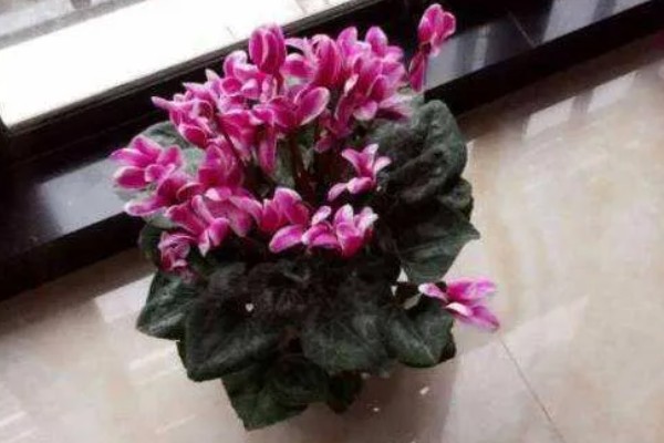 仙客来有什么花语，代表喜迎贵客、害羞内向