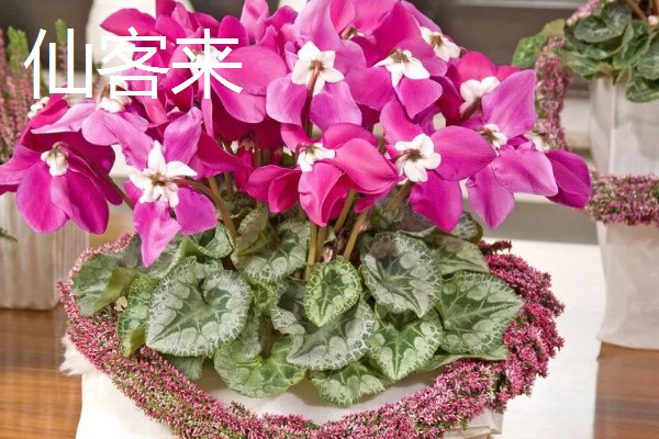 仙客来有什么花语，代表喜迎贵客、害羞内向