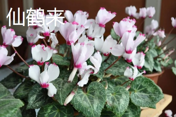 仙客来有什么花语，代表喜迎贵客、害羞内向