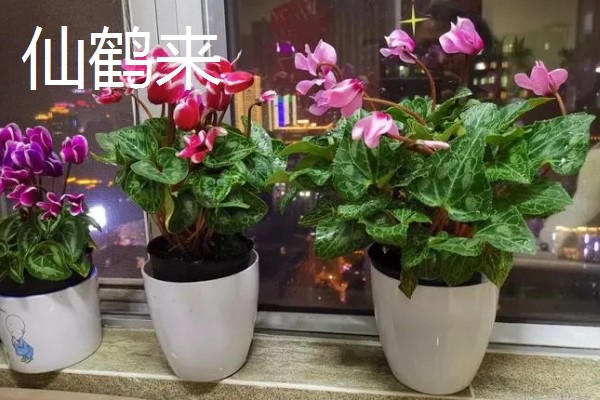 仙客来有什么花语，代表喜迎贵客、害羞内向