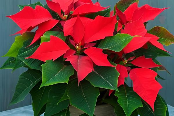 摆放一品红的禁忌,忌将植株摆放在室内