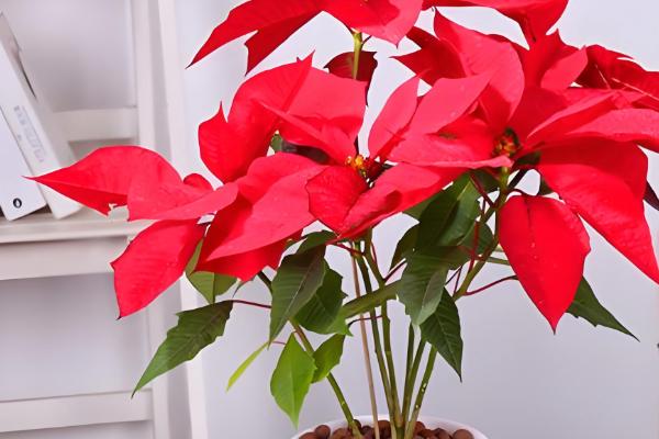 摆放一品红的禁忌,忌将植株摆放在室内