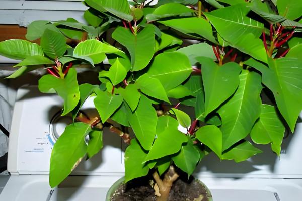 摆放一品红的禁忌,忌将植株摆放在室内