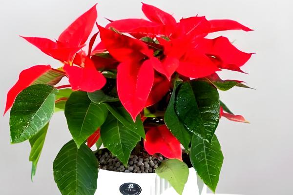 摆放一品红的禁忌,忌将植株摆放在室内