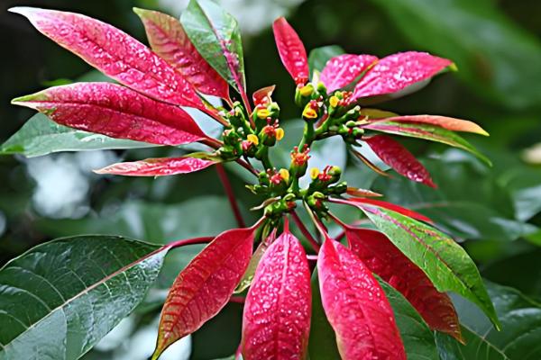 摆放一品红的禁忌,忌将植株摆放在室内