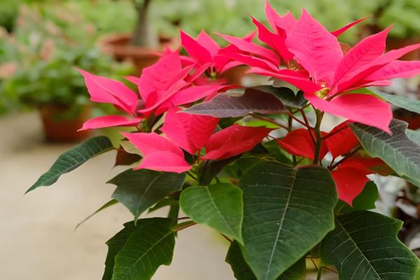 摆放一品红的禁忌,忌将植株摆放在室内