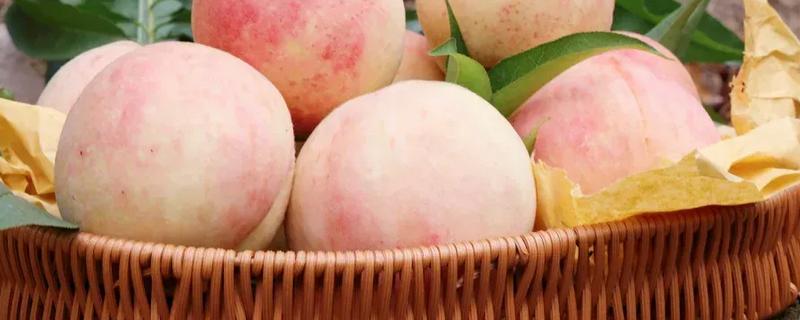 奉化水蜜桃的上市时间，一般是7月下旬至8月上旬